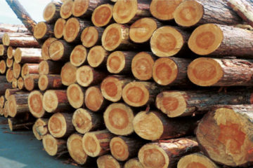 All Type Of Wood